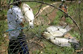 Cara Mancing Ikan Mujair Di Danau Pakai Teknik Pelampung Efektif